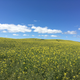 Canola fields